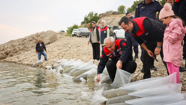 Malatya’da 1 Milyon 300 Bin Sazan Yavrusu Suya Bırakıldı