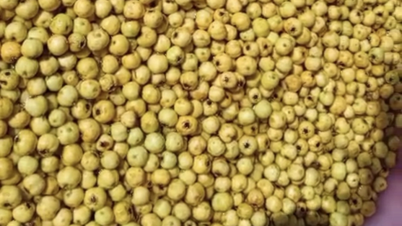 Malatya’da Alıçlar Kışlık Marmelata Dönüşüyor