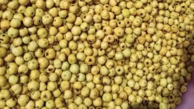 Malatya’da Alıçlar Kışlık Marmelata Dönüşüyor