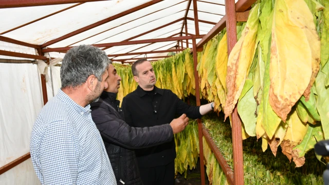 Malatya’da Tütün Üreticisinin Feryadı!