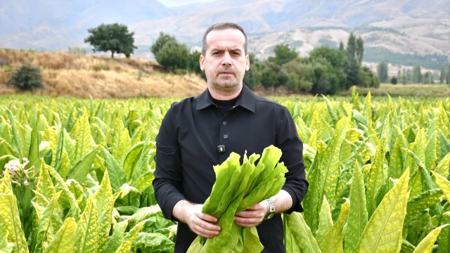Malatya’da Tütün Üreticisinin Feryadı! — Fotoğraf 1