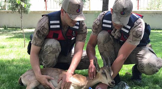 Yaralı Dağ Keçilerine Jandarma Şefkati