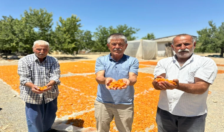 Kayısı Üreticileri,Fiyatların Düşmesine Tepkili