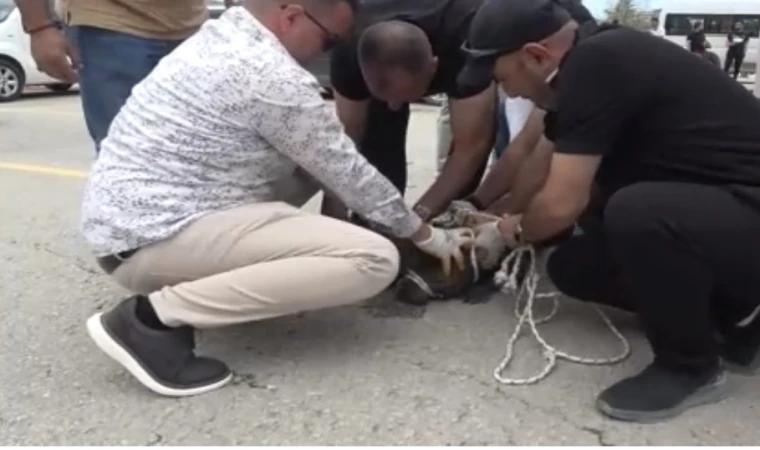 Malatya’da Pitbull Dehşeti 1 Yaralı