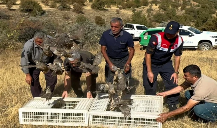 Malatya’da Kene Savar Keklikler Doğaya Salındı