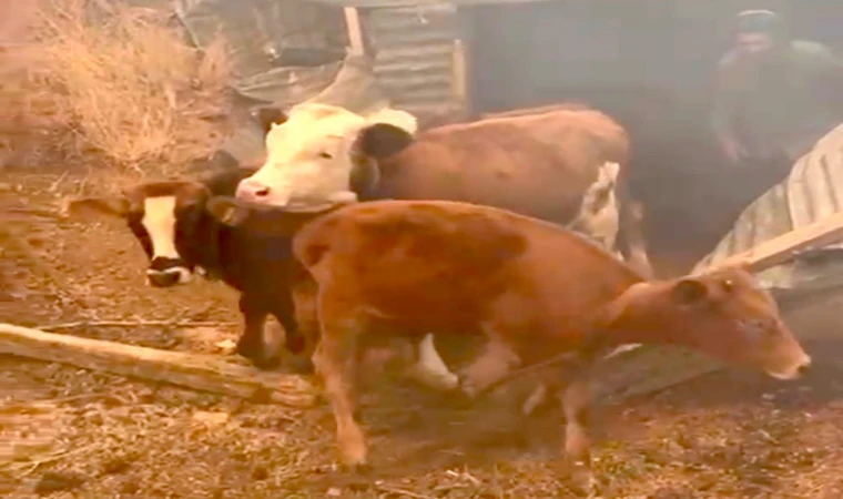 Malatya’da Orman Yangını Panik Yarattı