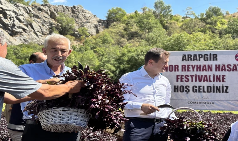 Arapgir’de Mor Reyhan Tarlasında Hasat Başladı