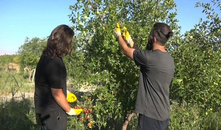 Malatya’da Bir İlk, 8 Dönümde Hünnap Üreticisi Oldu