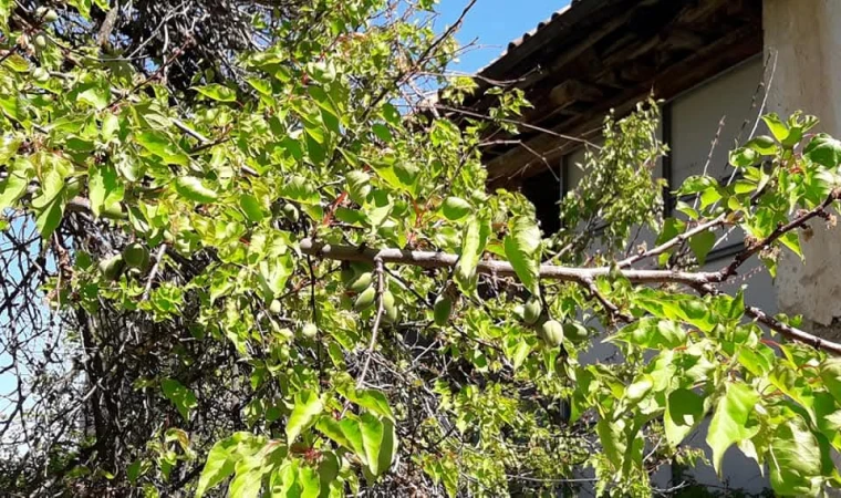 Malatya’da Çiftçiye Dönüm Başına 5 Bin 500 TL Destek