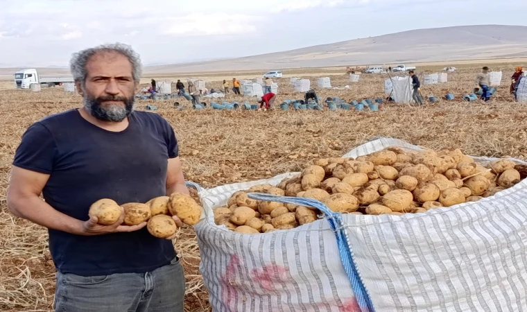 Türkiye’nin Kaliteli Patatesi Hangi İlçede Yetişiyor