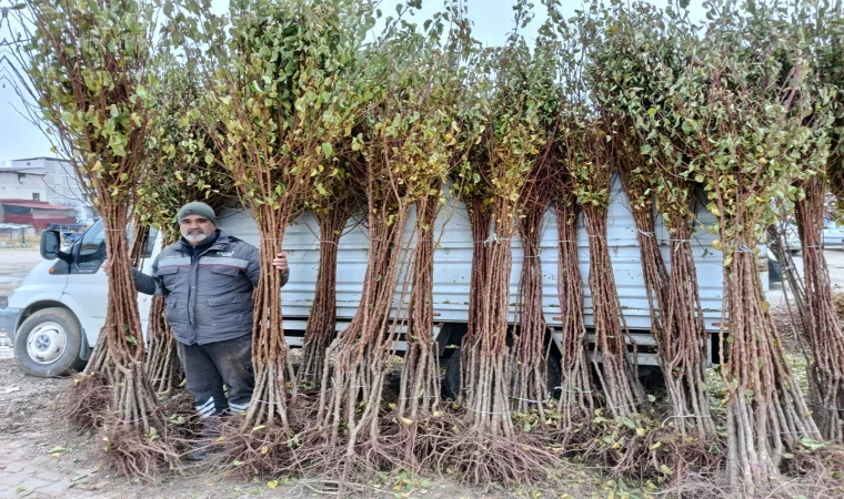 Malatya’da Dona Rağmen Kayısı Üretiminde Kararlılık Devam Ediyor