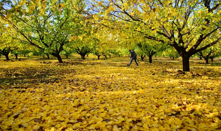 Malatya’da Kayısı Bahçelerinde Sonbahar Mücadelesi Başladı