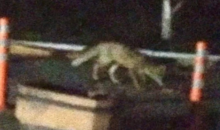 Malatya’da Şehir Merkezine İnen Tilki Kameralara Yakalandı