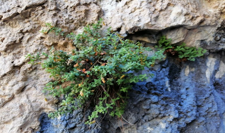 Malatya’nın Gizli Hazinesi: Şifa Dağıtan Bitki