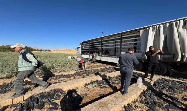 Tuz Çalısı Fidanları Malatya’da Yeni Bir Dönemi Başlatıyor