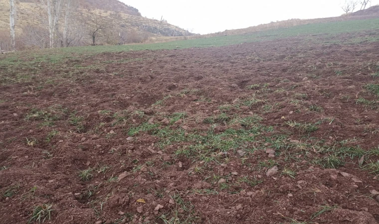 Pütürge’de Domuzlar Çiftçilerin Ürünlerine Zarar Veriyor