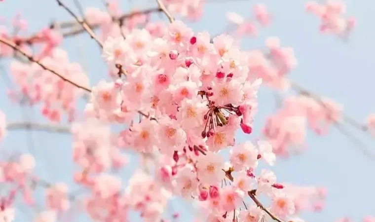 İlk Cemre Havaya Düştü