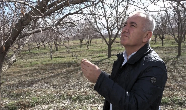 Malatya’da Kayısıda Rekolte Beklentisi 60-70 Bin Ton