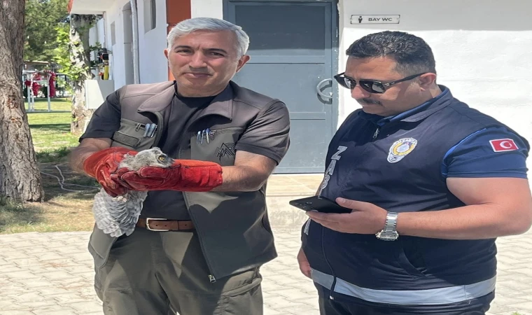 Battalgazi’de Yavru Baykuş Koruma Altına Alındı