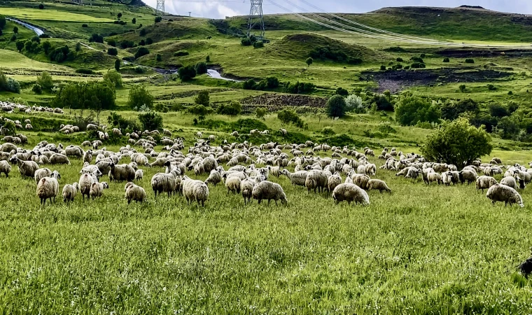 Malatya’da 150 Bin Lira Maaşa Çoban Bulunamıyor