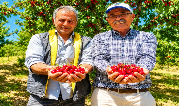 Malatya’da Dalbastı Kirazında Bereketli Sezon
