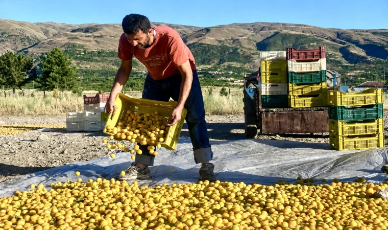 Malatya’da Kayısı Hasadı Öncesi İşçi Ücretleri Belli Oldu