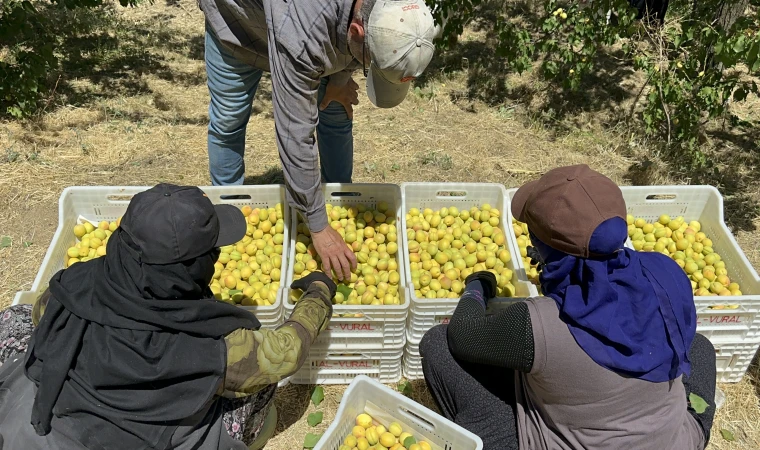 Malatya’da Kayısı’sında Hasat Sevinci