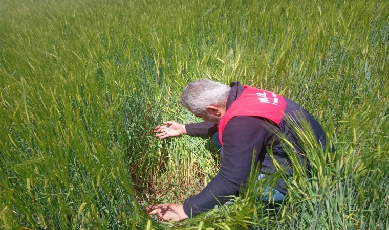 Malatya’da Tarım Alanlarında Hastalık ve Zararlı Kontroller Sürüyor