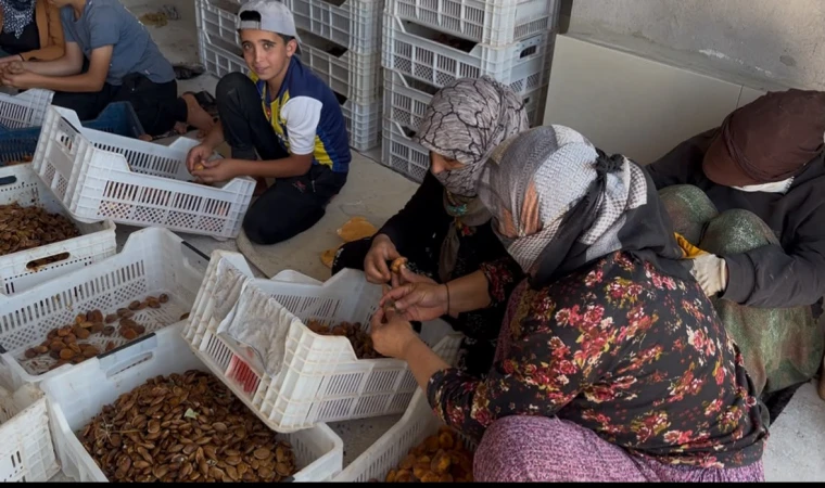 Kayısı Üreticisine Çağrı: Maliyetin Altında Satmayın!
