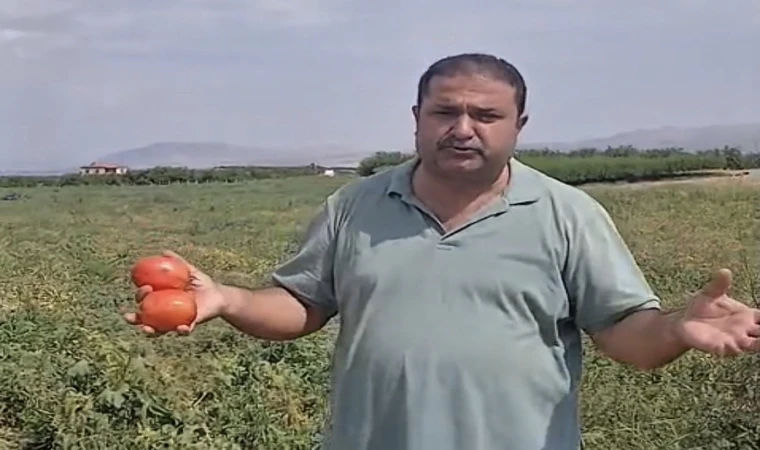 Malatya’da Domates Tarlada Kaldı!