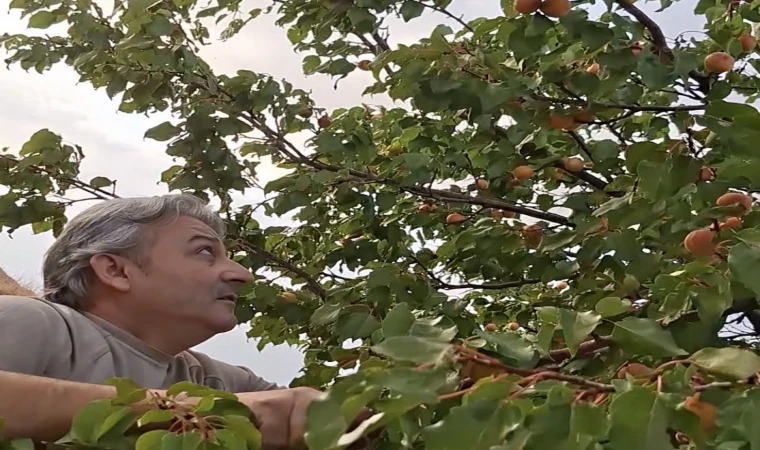 Malatya’da Eylül’ün Sonunda Dalından Taze Kayısı Toplanıyor