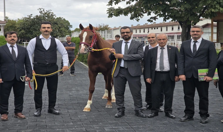 Veliefendi’de Sultansuyu Tayları İçin Milyonlar Yarıştı!