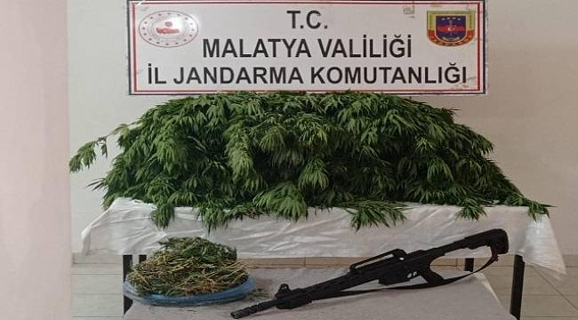 Malatya'da Kayısı Bahçesinde Kenevir Elegeçirildi