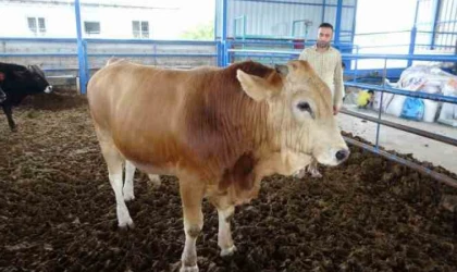 Malatya’nın Paşası Rekor Fiyata Alıcı Buldu