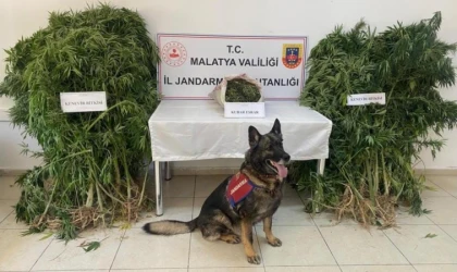 Malatya jandarmasından Uyuşturucuya Geçit Yok
