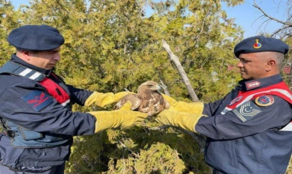 Jandarma Tarafından Bulunan Kartal Koruma Altına Alındı