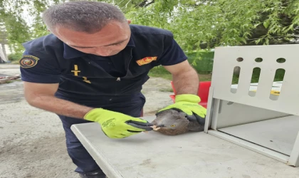 Malatya’da Yaralı Şahin’i İtfaiye Ekipleri Kurtardı