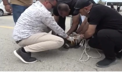 Malatya’da Pitbull Dehşeti 1 Yaralı