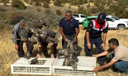 Malatya’da Kene Savar Keklikler Doğaya Salındı