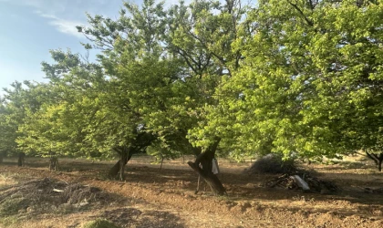 Malatya’da Kayısı Üreticilerine Ödeme Müjdesi