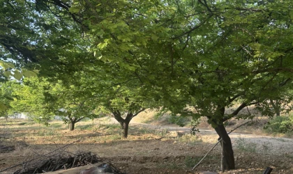 Malatyalı Kayısı Üreticisi Destek Ödemesini Bekliyor