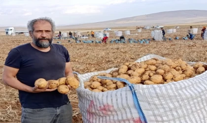 Türkiye’nin Kaliteli Patatesi Hangi İlçede Yetişiyor