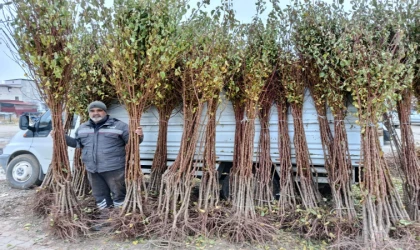 Malatya’da Dona Rağmen Kayısı Üretiminde Kararlılık Devam Ediyor