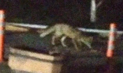 Malatya’da Şehir Merkezine İnen Tilki Kameralara Yakalandı