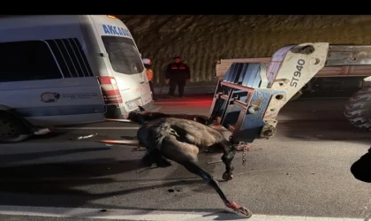 Malatya’da Yarış Tayları Faciası; 8 Tay Telef Oldu