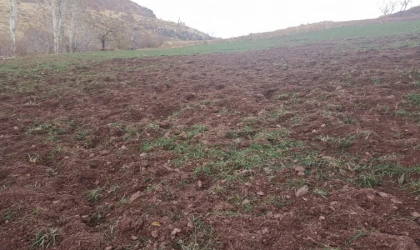 Pütürge’de Domuzlar Çiftçilerin Ürünlerine Zarar Veriyor