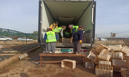 Türkiye’den Türkmenistan’a 50 Bin Fidan Desteği