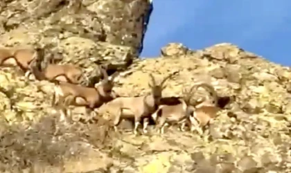 Vali Yavuz, Yaban Keçilerine Sahip Çıkmalıyız”