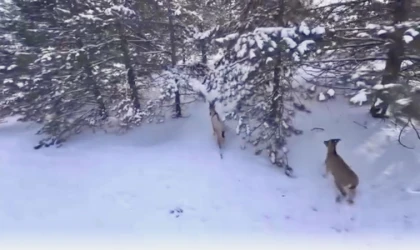 Malatya’da Dağ Keçileri Drone İle Görüntülendi