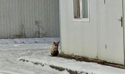 Malatya’da Konteyner Kent’te Tilki Görüntülendi